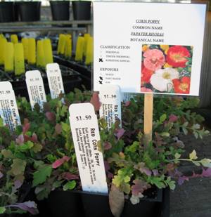 shirleypoppies1