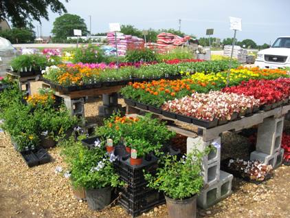 Annuals