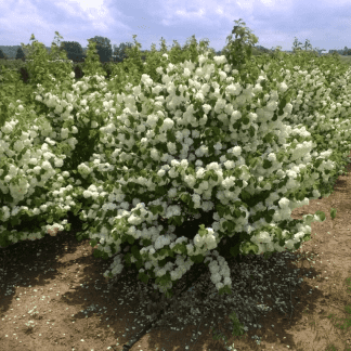Popcorn Viburnum