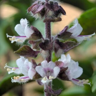 Basil 'African Blue'