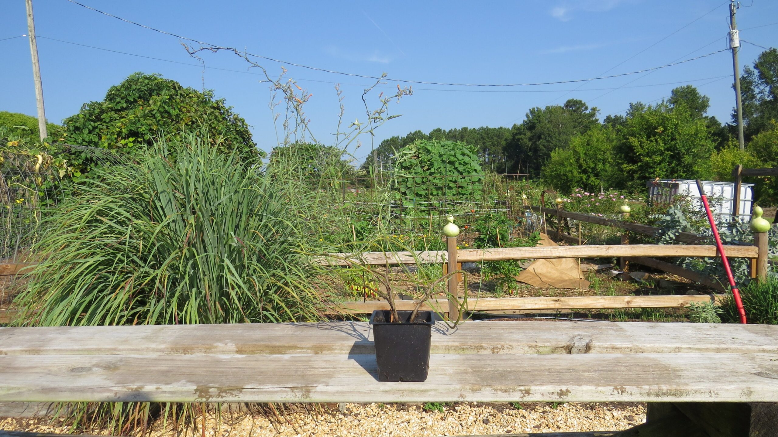 Agastache aurantiaca 'Apricot Sunrise' - Image 4
