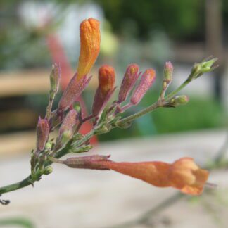 Agastache aurantiaca 'Apricot Sunrise'