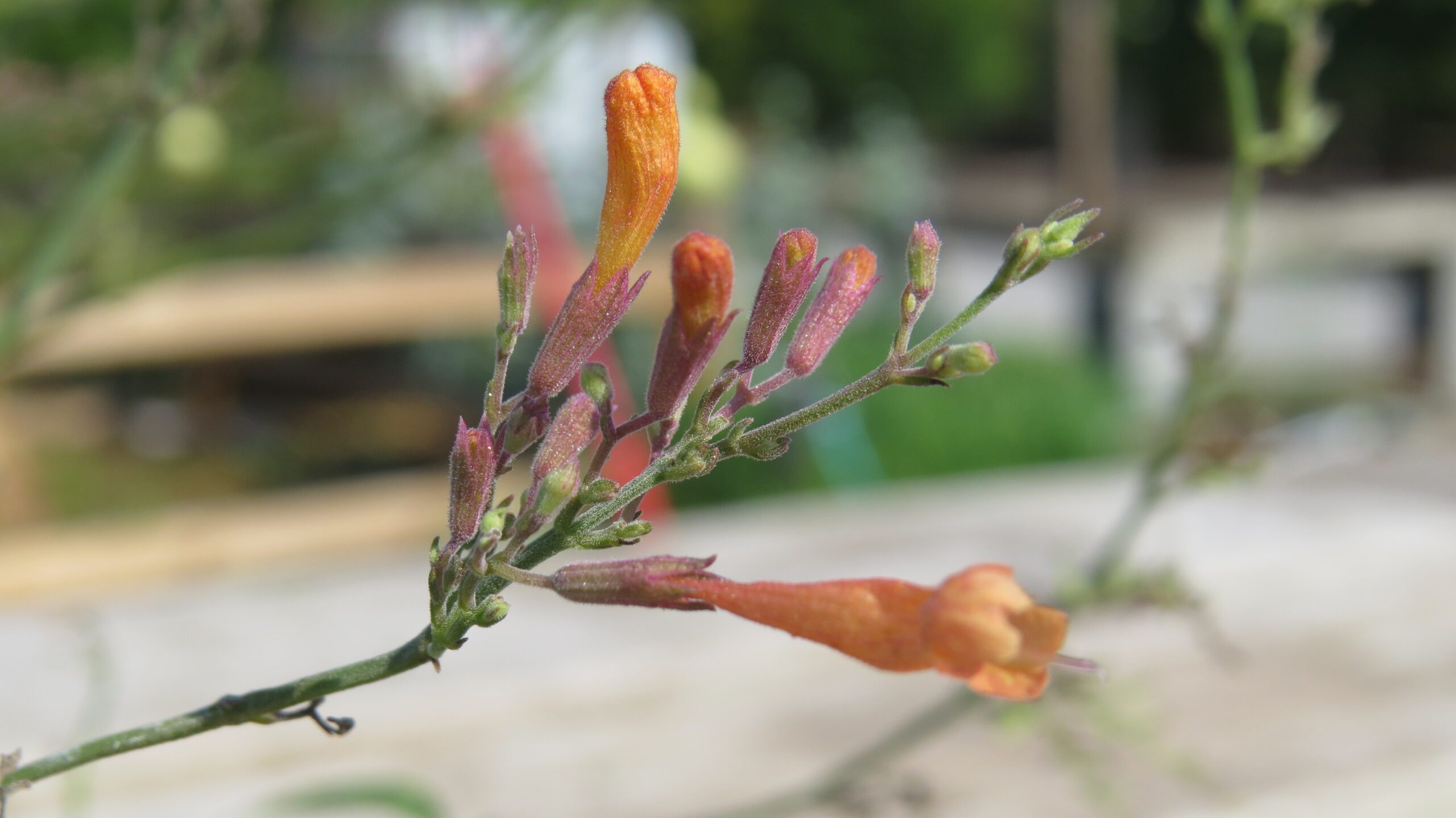 Agastache aurantiaca 'Apricot Sunrise'