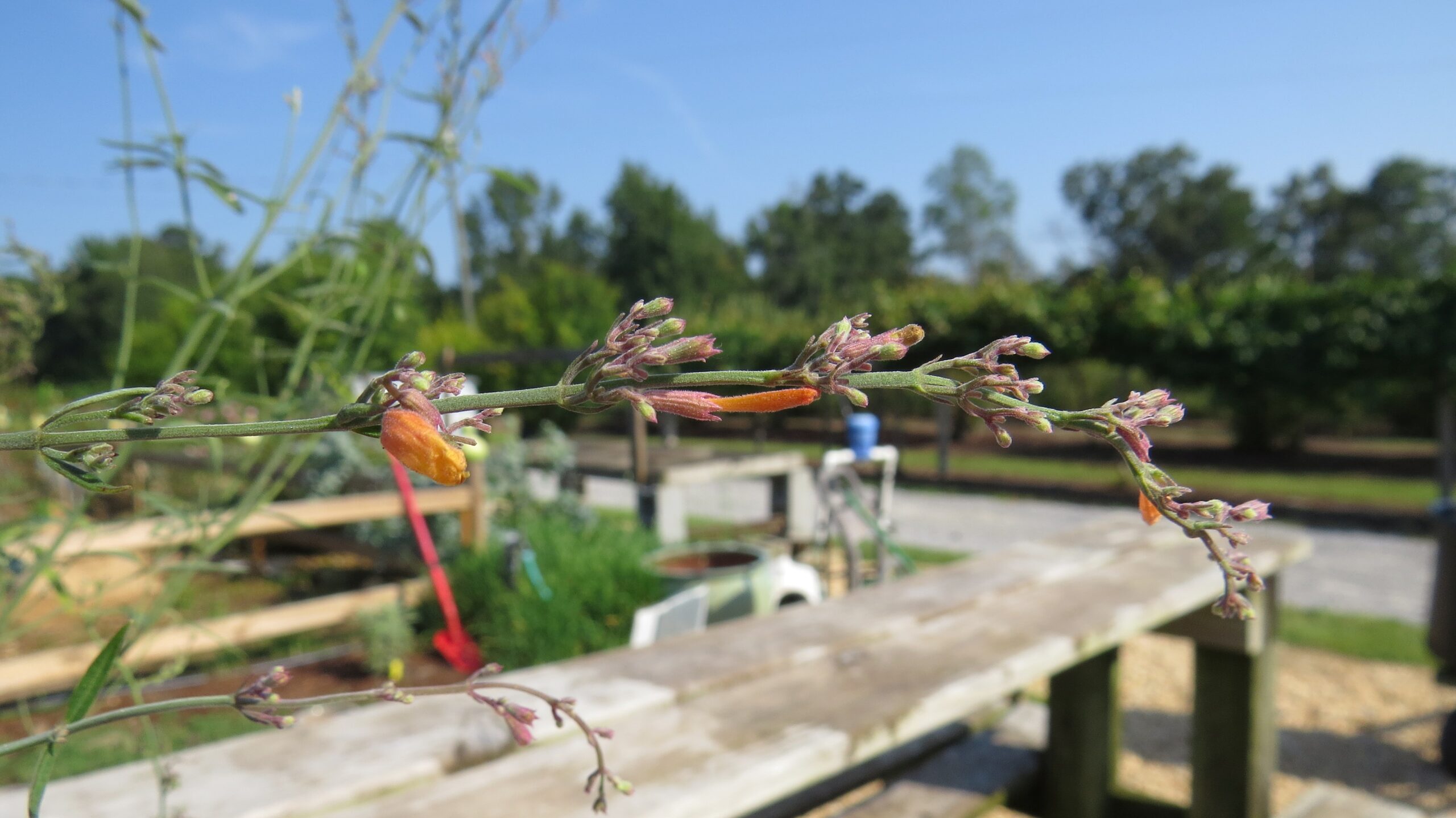 Agastache aurantiaca 'Apricot Sunrise' - Image 7