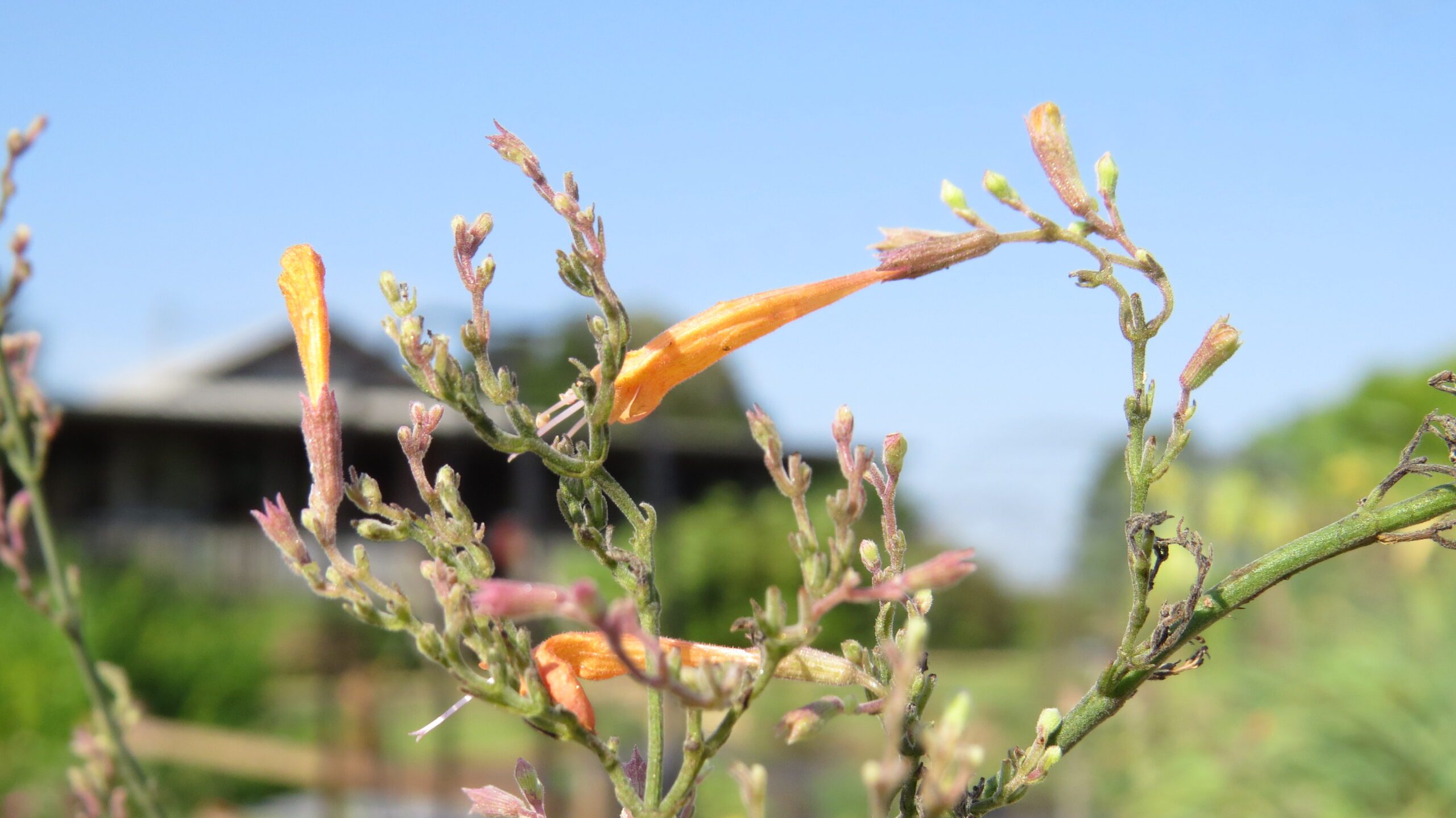 Agastache aurantiaca 'Apricot Sunrise' - Image 2