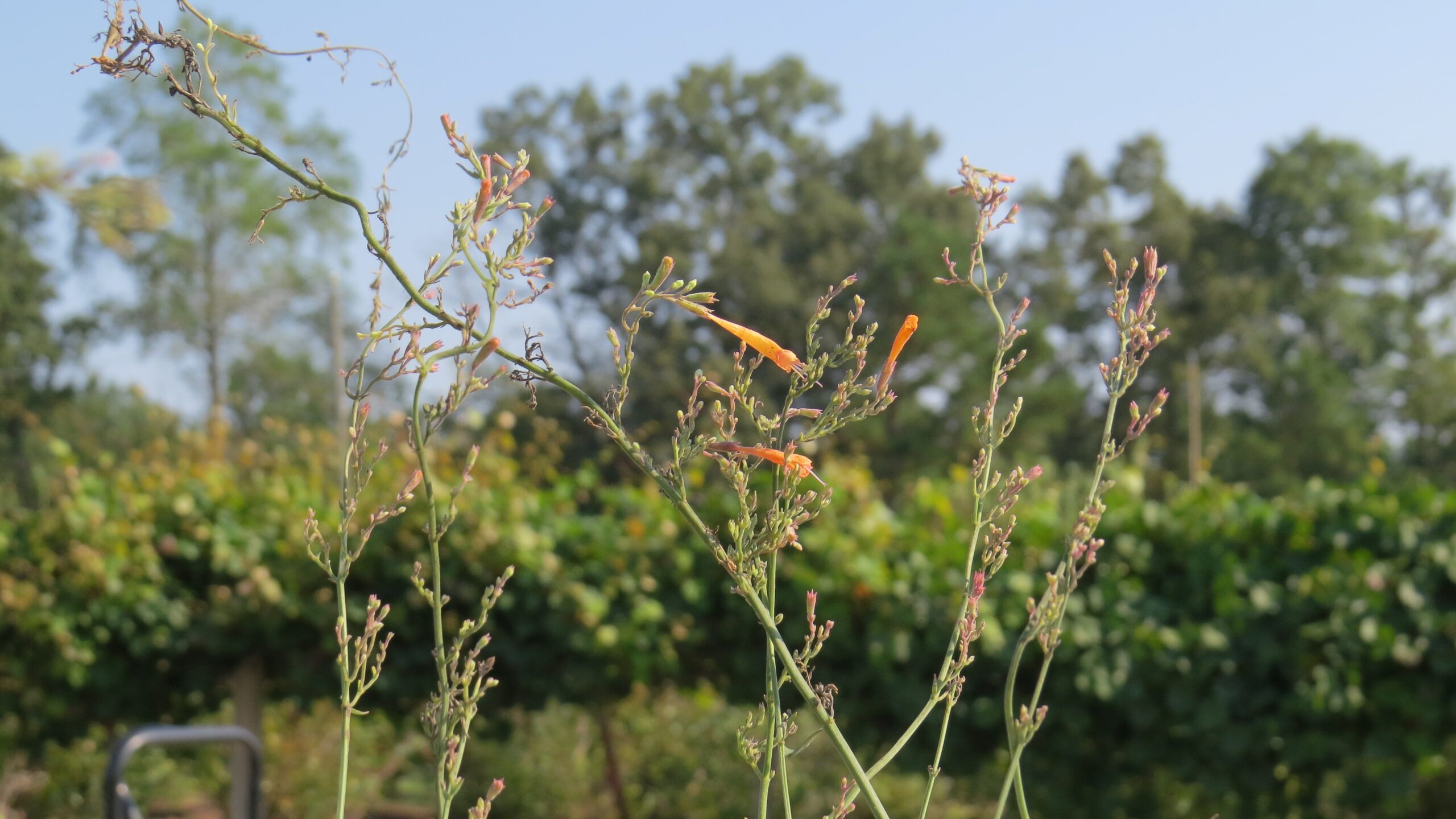 Agastache aurantiaca 'Apricot Sunrise' - Image 5