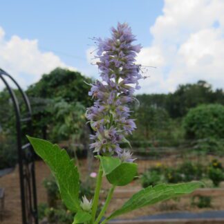 Agastache Blue Fortune