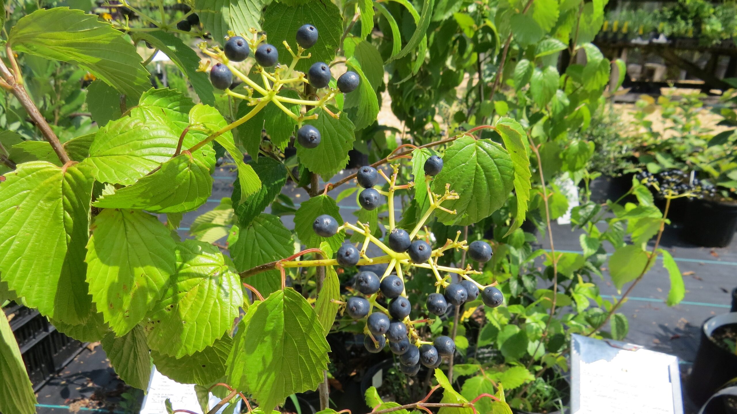 Arrowwood Viburnum - Image 2