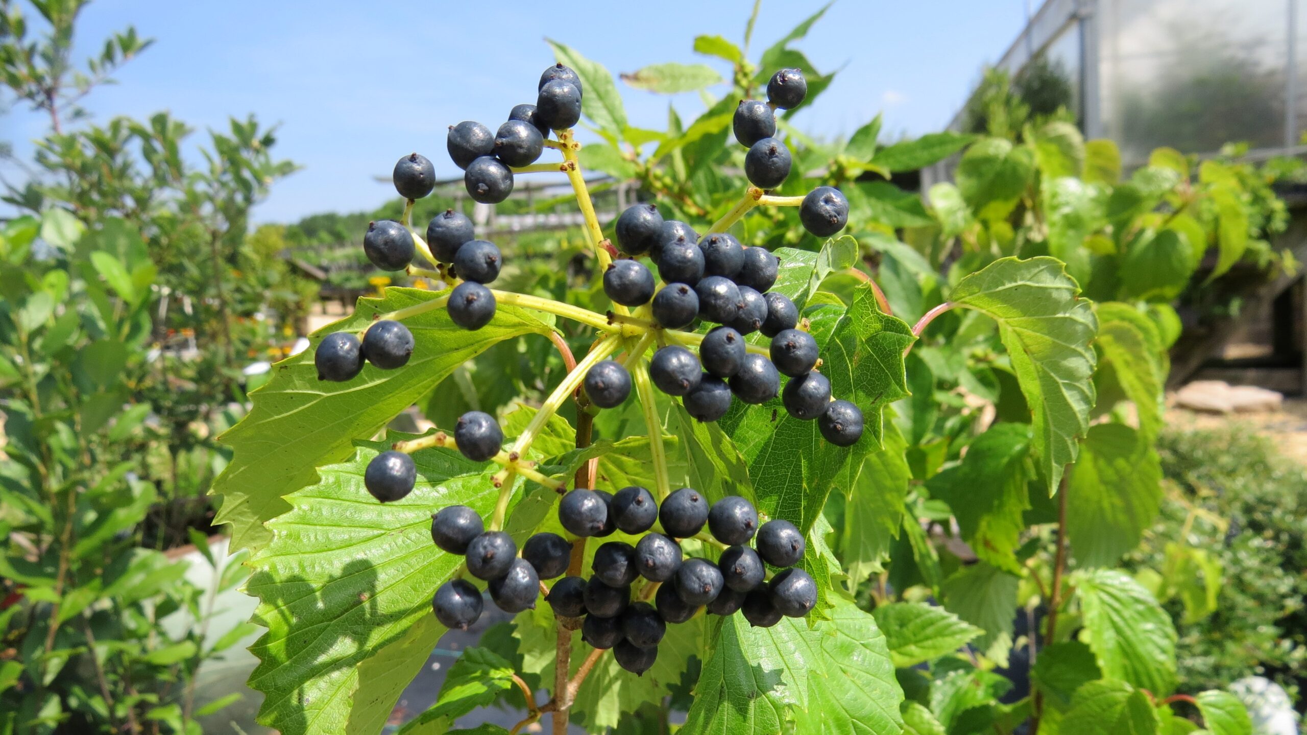 Arrowwood Viburnum - Image 3
