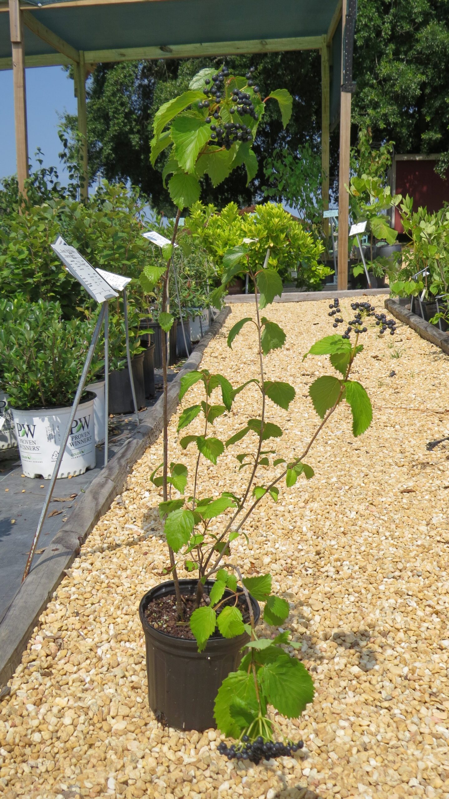 Arrowwood Viburnum - Image 5