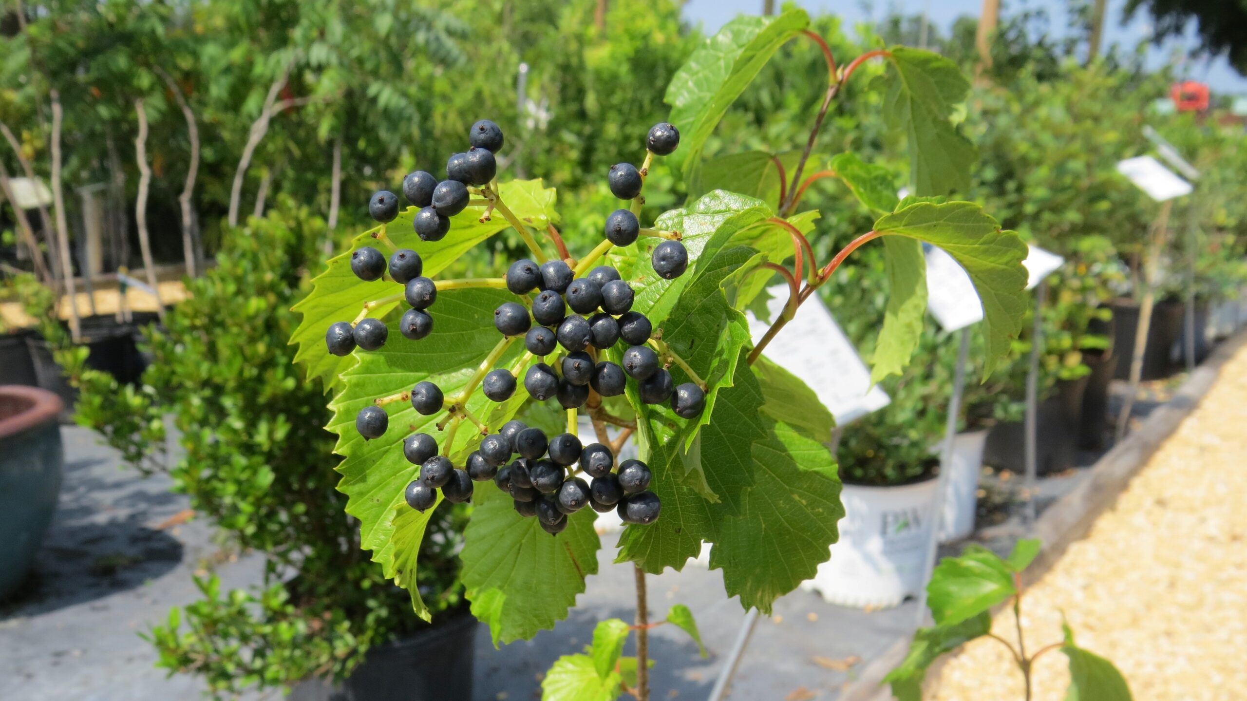Arrowwood Viburnum - Image 4