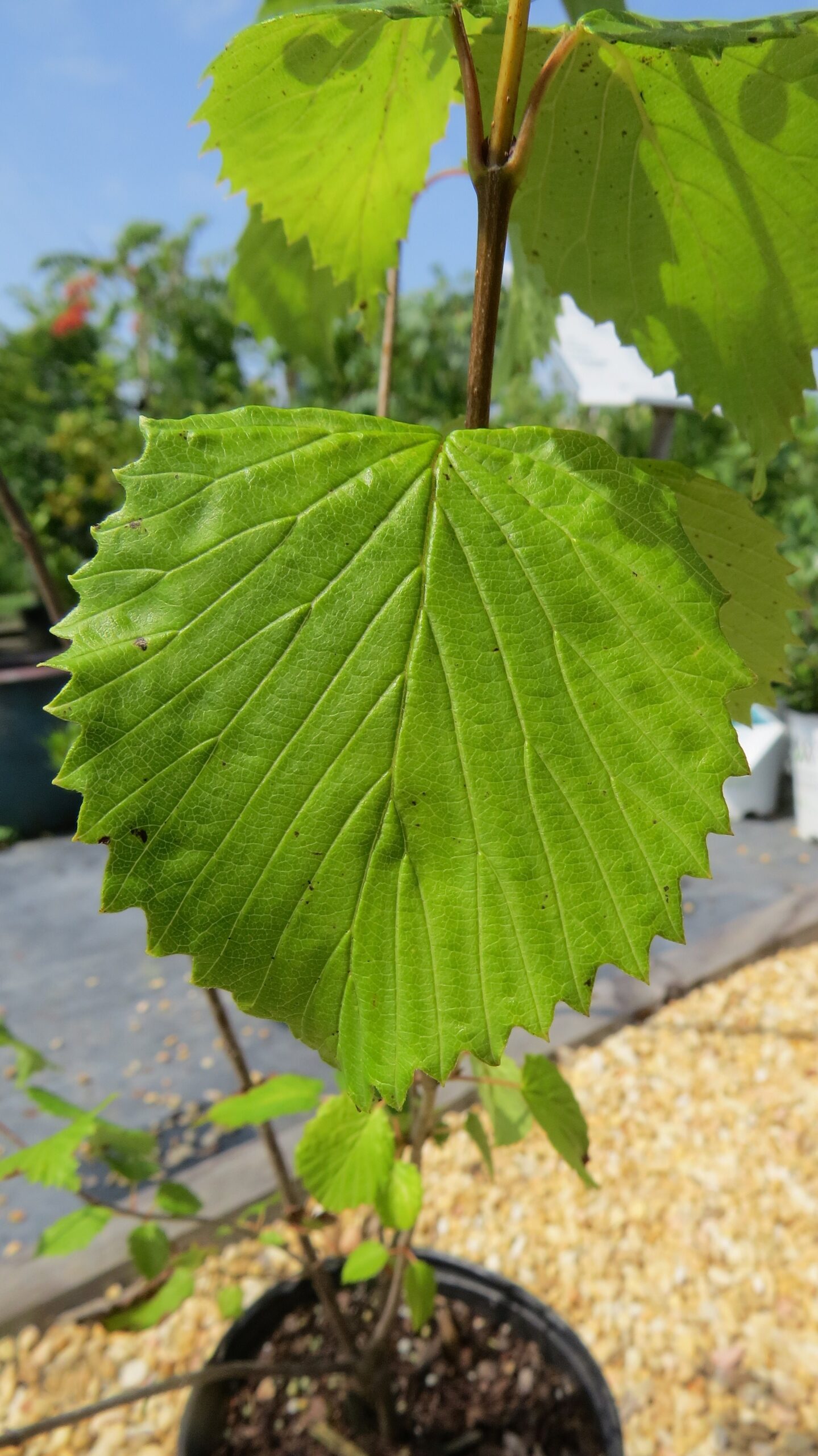 Arrowwood Viburnum - Image 6