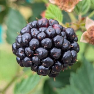 Triple Crown Blackberry
