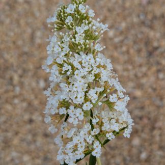 Butterfly Bush 'White Profusion'