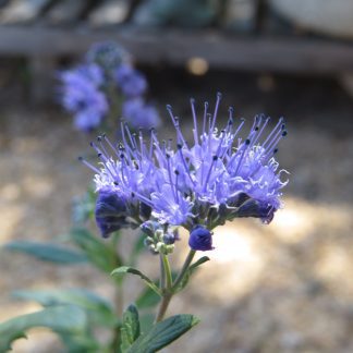 Caryopteris Bluebeard
