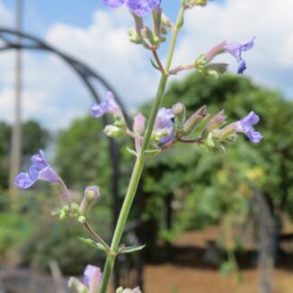 Catmint Six Hills Giant