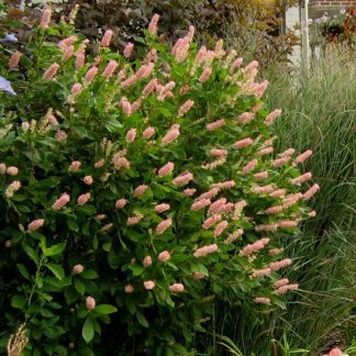 Clethra Ruby Spice