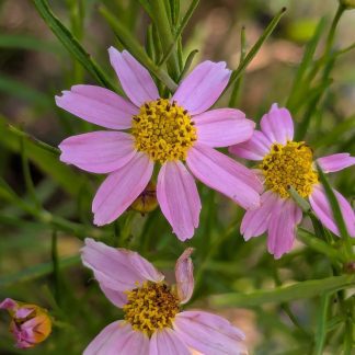 Coreopsis Rosea