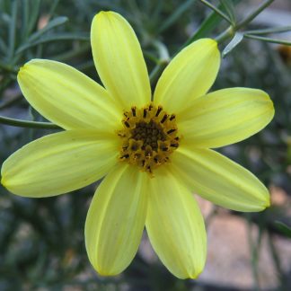 Coreopsis 'Moonbeam'