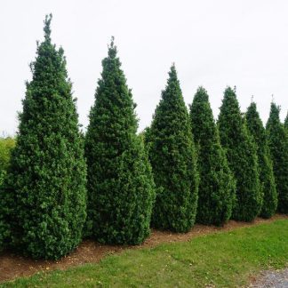 DeeRunk Boxwood