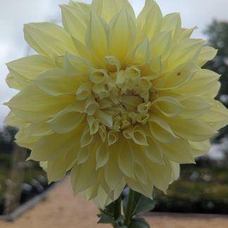 Dahlia Kelvin Floodlight