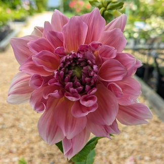 Dahlia Lavendar Perfection