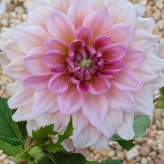 Dahlia's Otto's Thrill