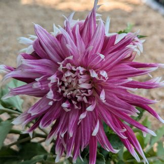 Dahlia Vancouver