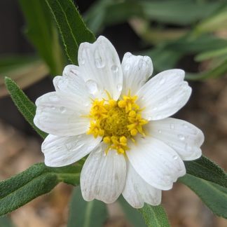 Blackfoot daisy