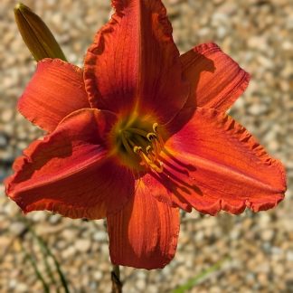 Daylily Alabama Jubilee
