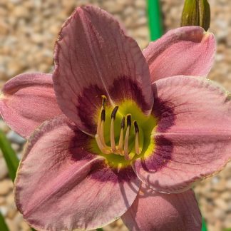 Daylily Always Afternoon