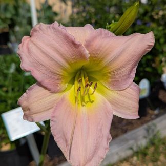 Daylily Catherine Woodburn