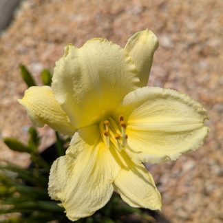 Daylily Fragrant Return
