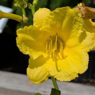Daylily Happy Returns