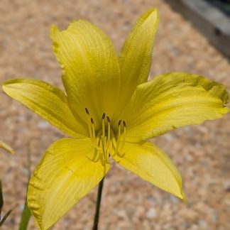 Daylily Hyperion