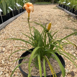 Daylily Apricot Sparkles