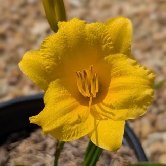 Daylily Stella de Oro