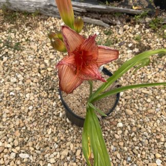 Daylily Strawberry Candy