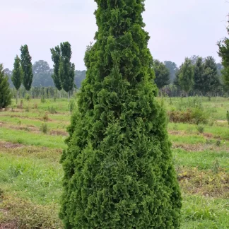 De Groots Spire Arborvitae