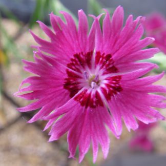 Dianthus Cheddar Pinks