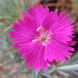 Dianthus 'Firewitch'