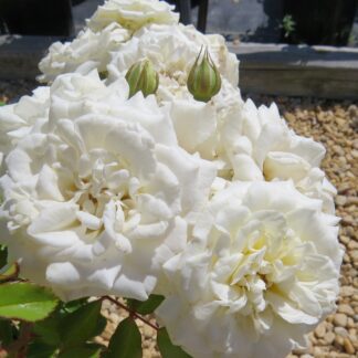 Drift Rose White
