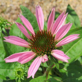 Echinacea Purpurea Powwow Wild Berry