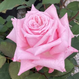 Rose 'Farmer's Dream'