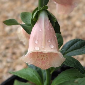 Foxglove Apricot Beauty