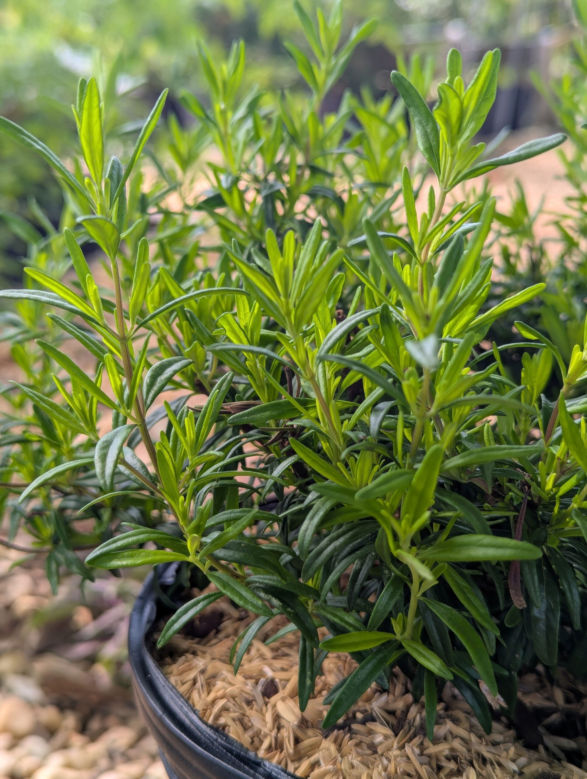Georgia Savory - Image 8
