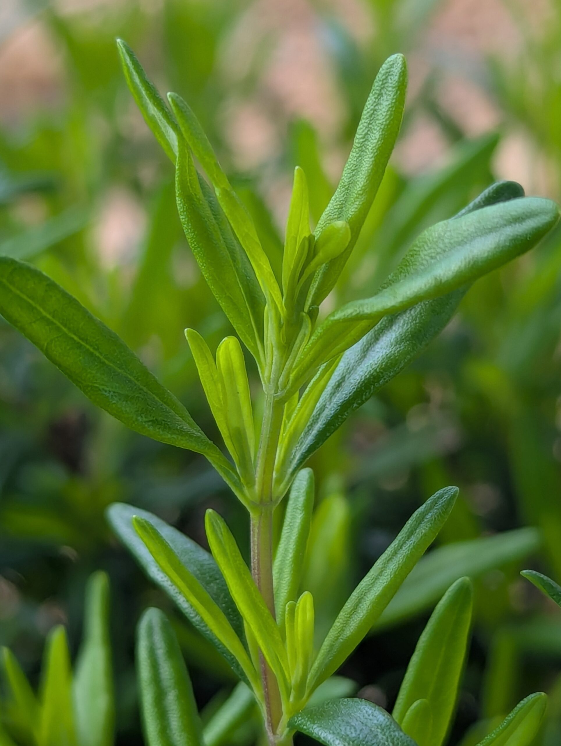Georgia Savory - Image 9