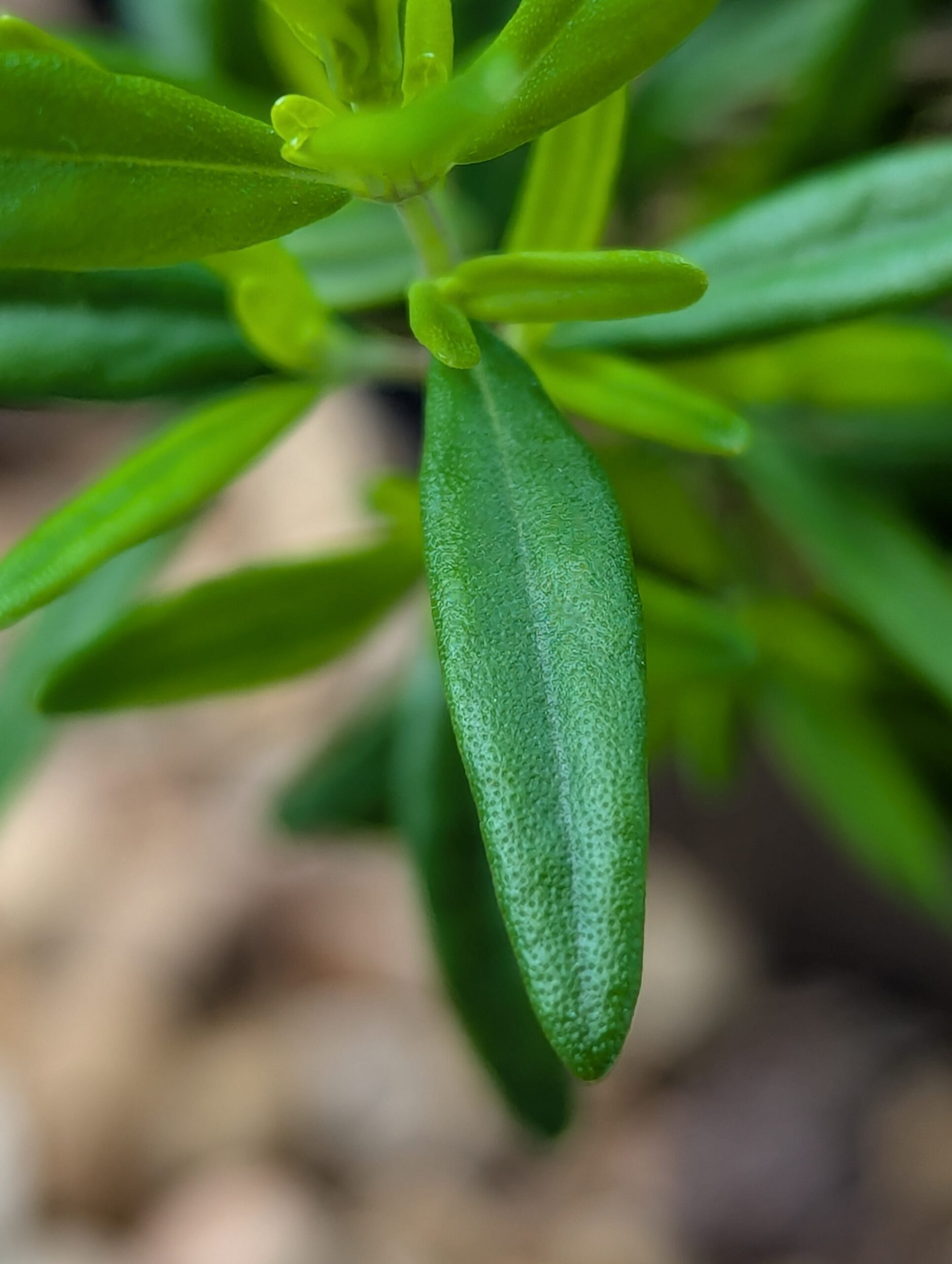 Georgia Savory - Image 5