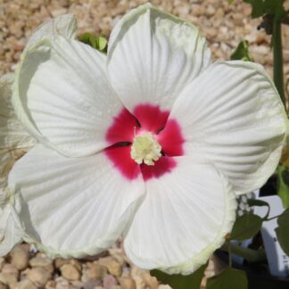 Hibiscus White Luna