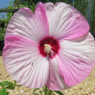 Hibiscus Pink Luna Swirl